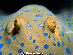 blue-spotted ray by Beate Seiler 